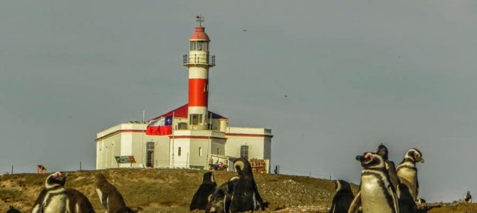 Punta Arenas: Isla Magdalena (pinguinera) e Isla Marta (leão marinho)