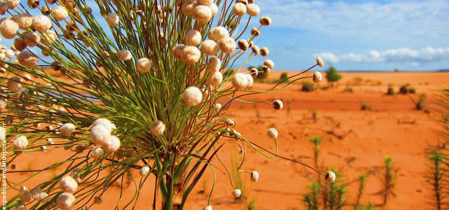 Parque Estadual Jalapão – TO