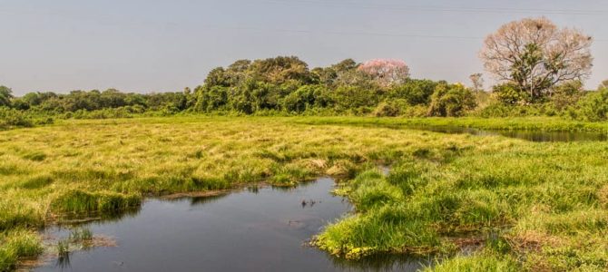Pantanal – Fazenda Santa Clara – Brasil